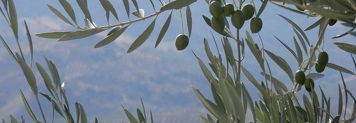 Entdecken Sie Ihr Olivenol